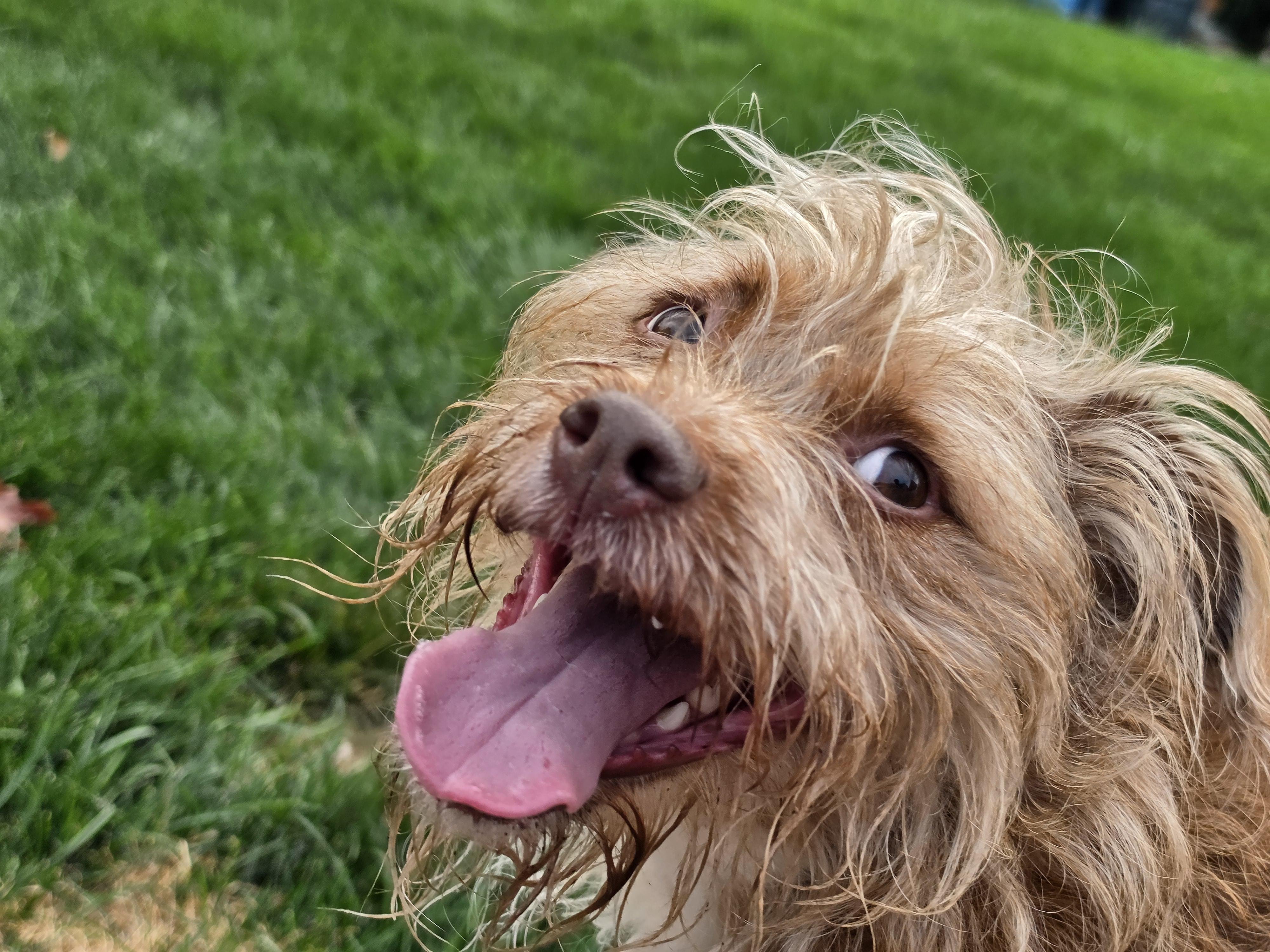IZZY, Adoptable, Adult Female Terrier.