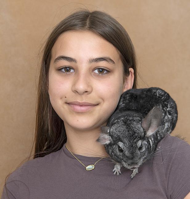 Bella, a ADOPTABLE Chinchilla in Chicago, IL image 2/2
