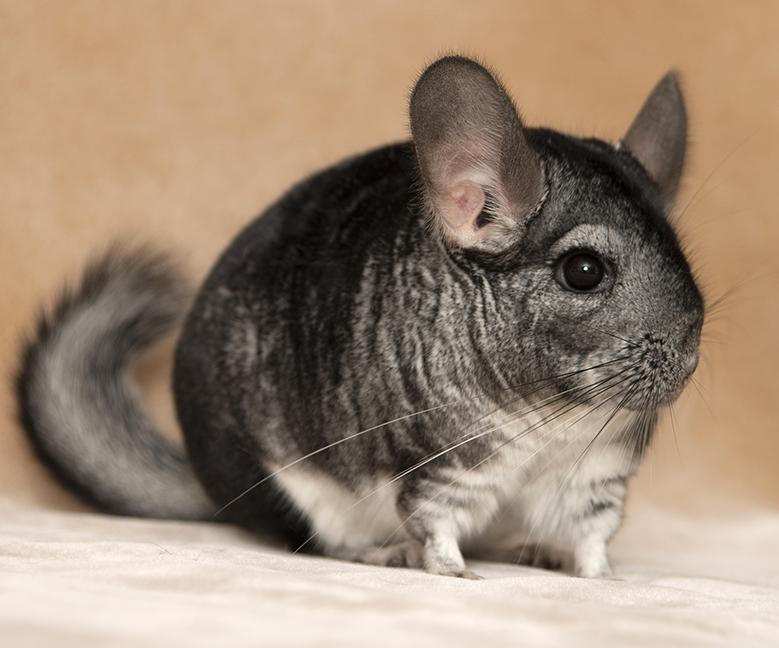 Bella, ADOPTABLE, Young Female Chinchilla.