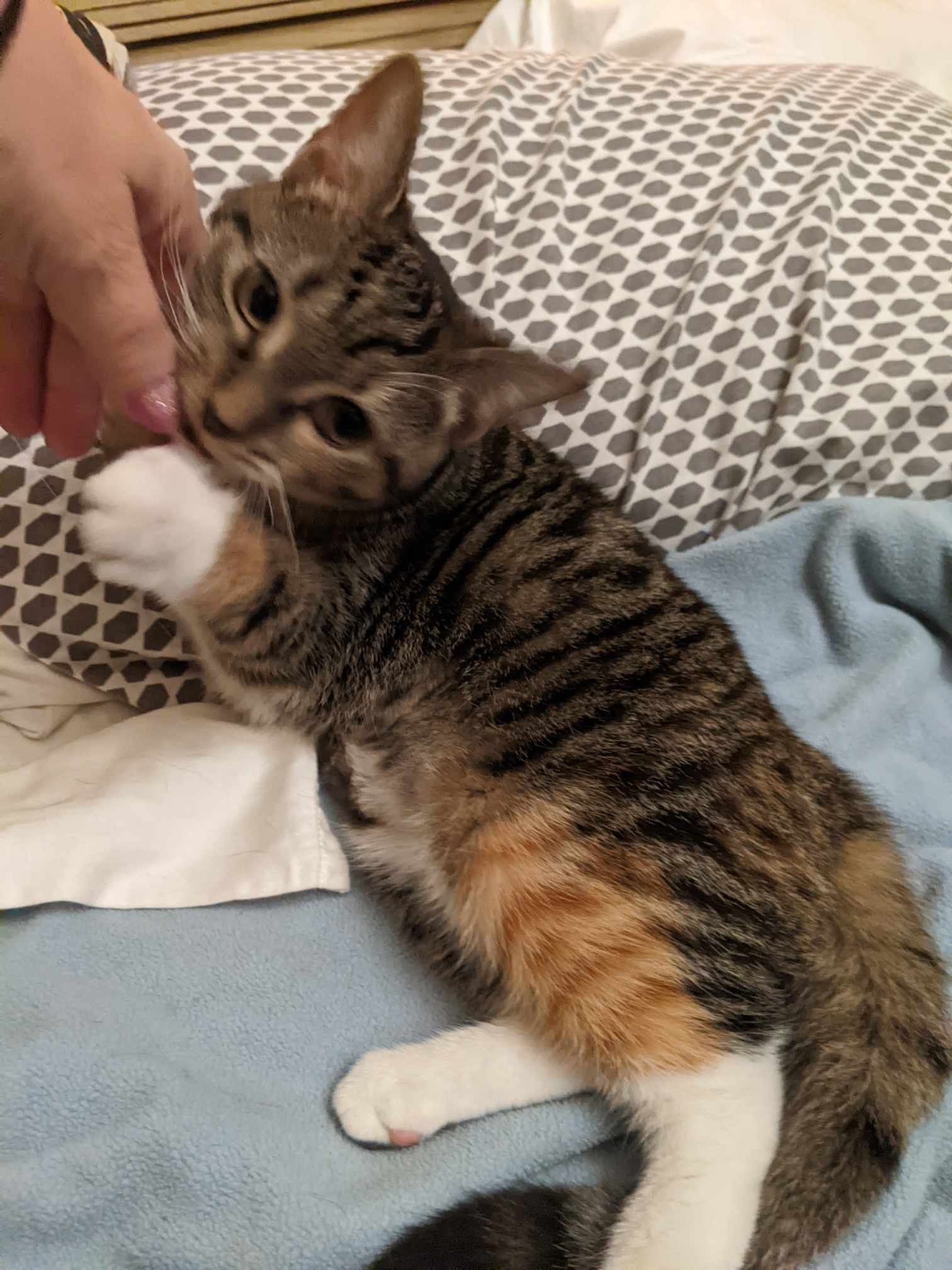 Cat for adoption TT, a Domestic Short Hair in Goshen, IN Petfinder