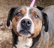Enlarge Remmy - Needs Summer Lovin!, a Adoptable mixed breed in Woburn, MA image 1/6