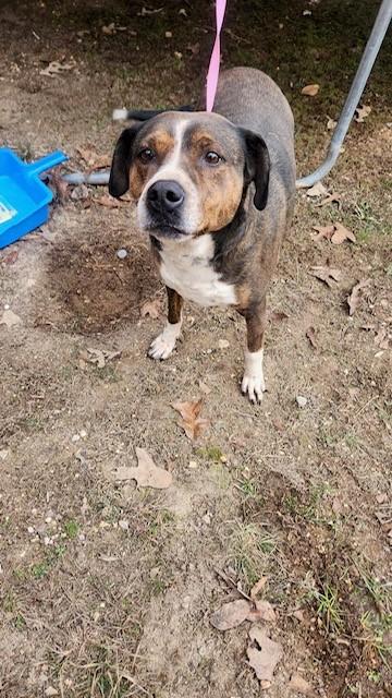 Enlarge Remmy - Needs Summer Lovin!, a Adoptable mixed breed in Woburn, MA image 5/6