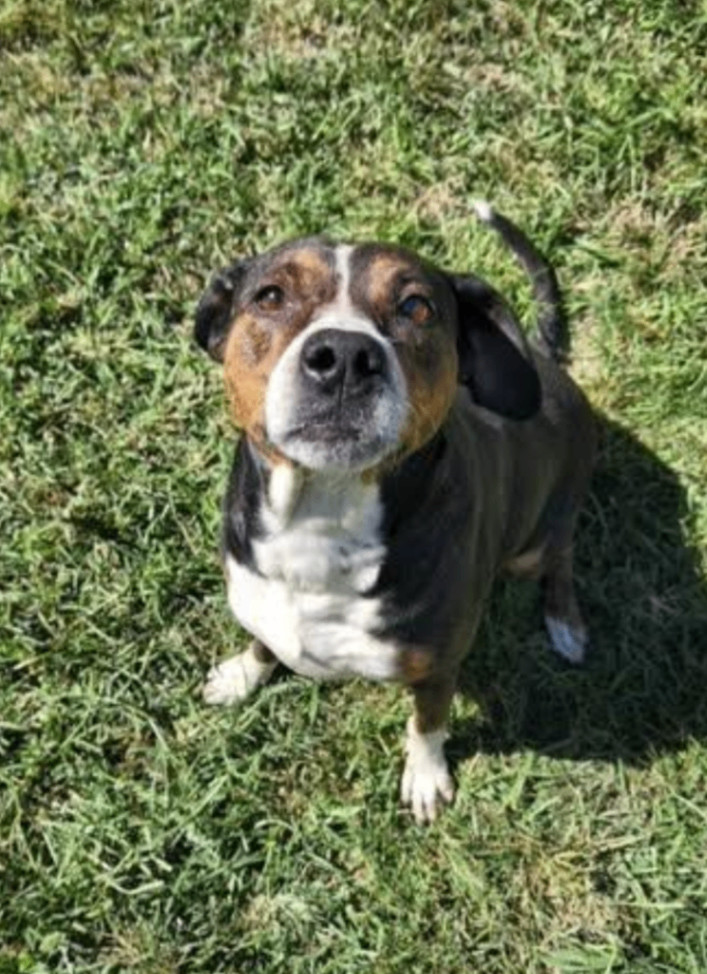 Enlarge Remmy - Needs Summer Lovin!, a Adoptable mixed breed in Woburn, MA image 2/6