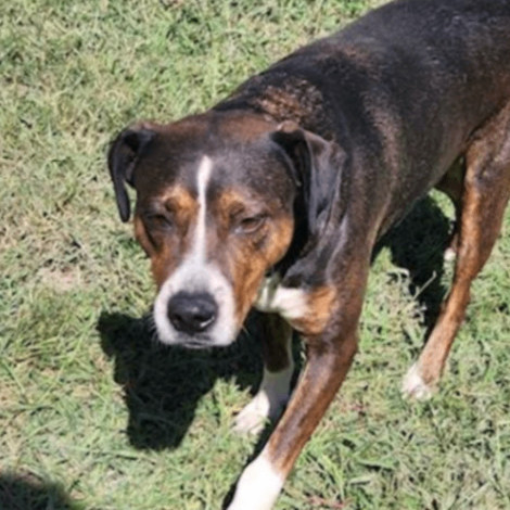 Enlarge Remmy - Needs Summer Lovin!, a Adoptable mixed breed in Woburn, MA image 6/6