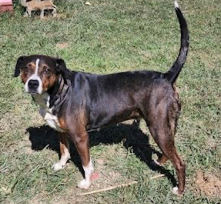 Enlarge Remmy - Needs Summer Lovin!, a Adoptable mixed breed in Woburn, MA image 4/6