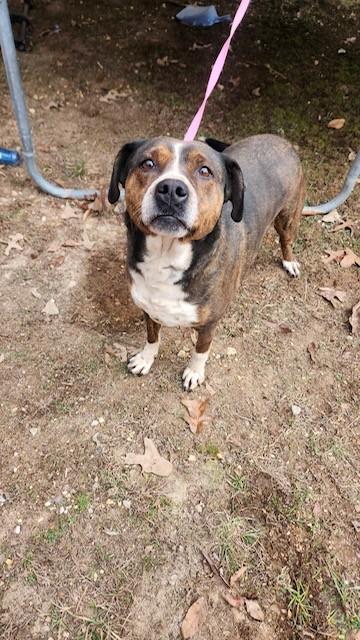 Enlarge Remmy - Needs Summer Lovin!, a Adoptable mixed breed in Woburn, MA image 3/6