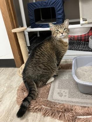 William, Adoptable, Adult Male Domestic Short Hair & Domestic Short Hair.