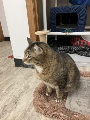 William, Adoptable, Adult Male Domestic Short Hair & Domestic Short Hair.