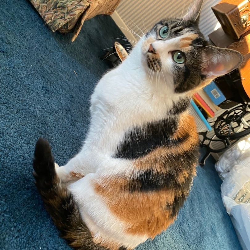 Callie, Adopted, Adult Female Calico.