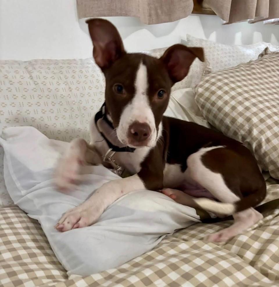 Enlarge Nate, a Adoptable mixed breed in Charlotte, MI image 1/4