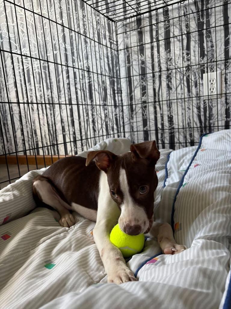 Enlarge Nate, a Adoptable mixed breed in Charlotte, MI image 2/4