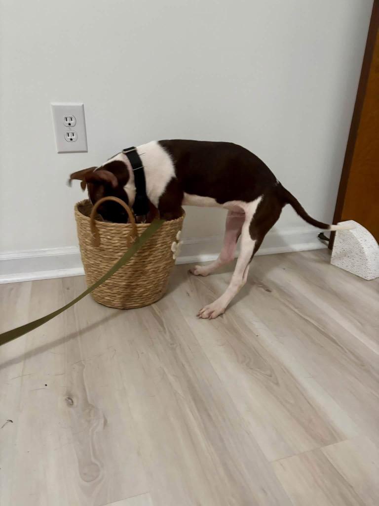 Enlarge Nate, a Adoptable mixed breed in Charlotte, MI image 4/4