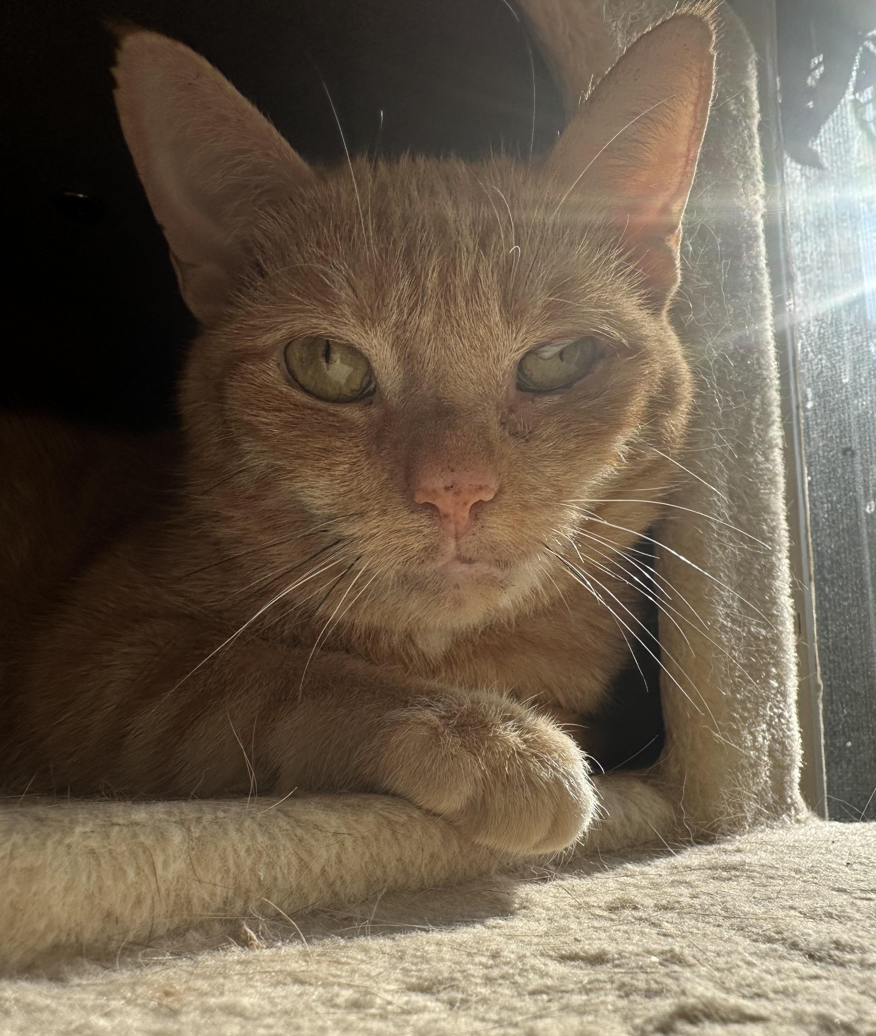 Stevie, Adoptable, Adult Female Domestic Short Hair.