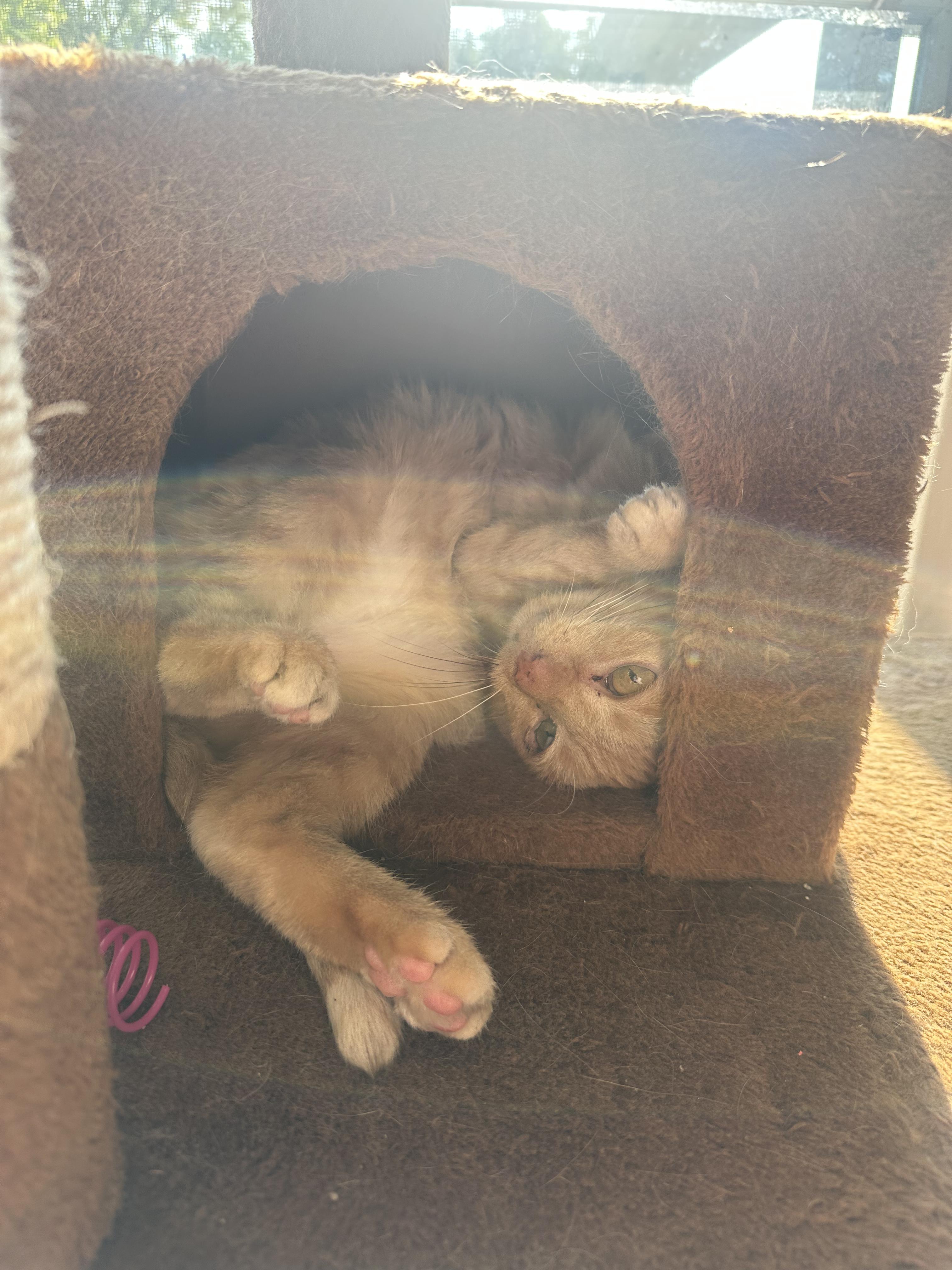 Enlarge Stevie, a Adoptable Domestic Short Hair in Indianapolis, IN image 3/6