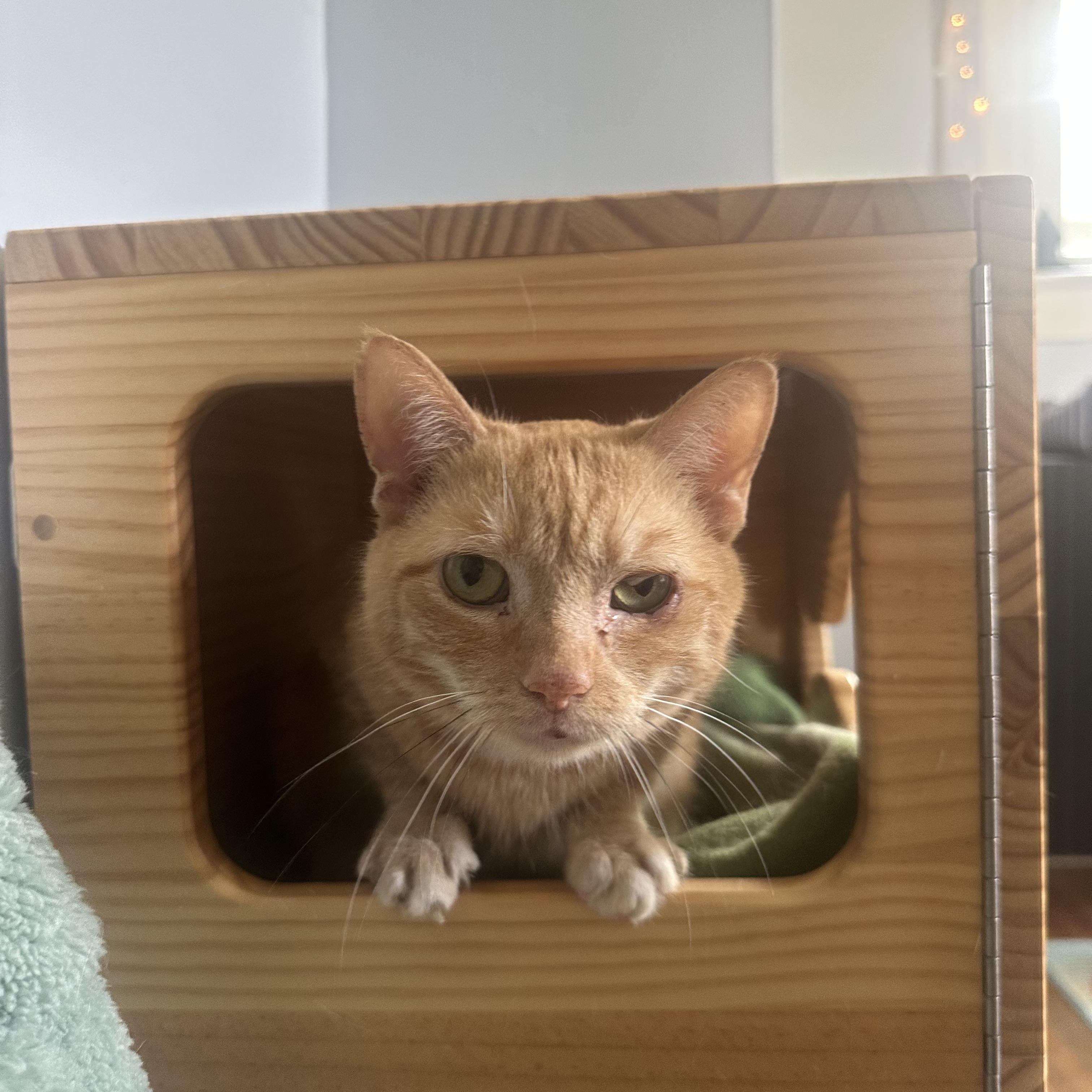 Enlarge Stevie, a Adoptable Domestic Short Hair in Indianapolis, IN image 6/6