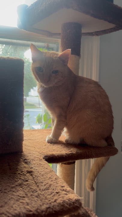 Enlarge Stevie, a Adoptable Domestic Short Hair in Indianapolis, IN video 4/6