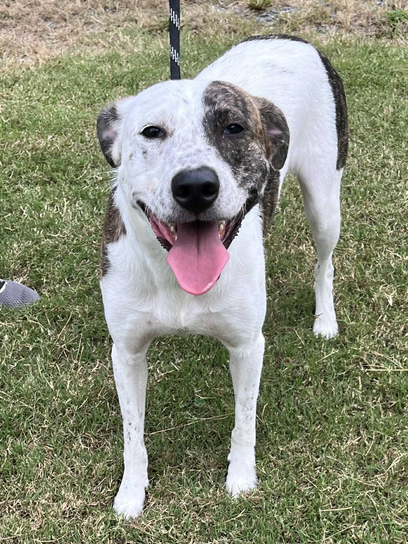 Chandler, Adoptable, Young Male Mixed Breed.