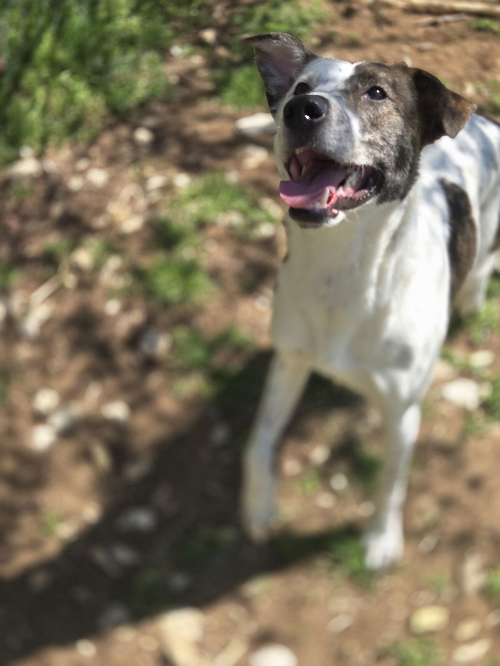 Chandler, a Adoptable Mixed Breed in Chatsworth, GA image 2/3