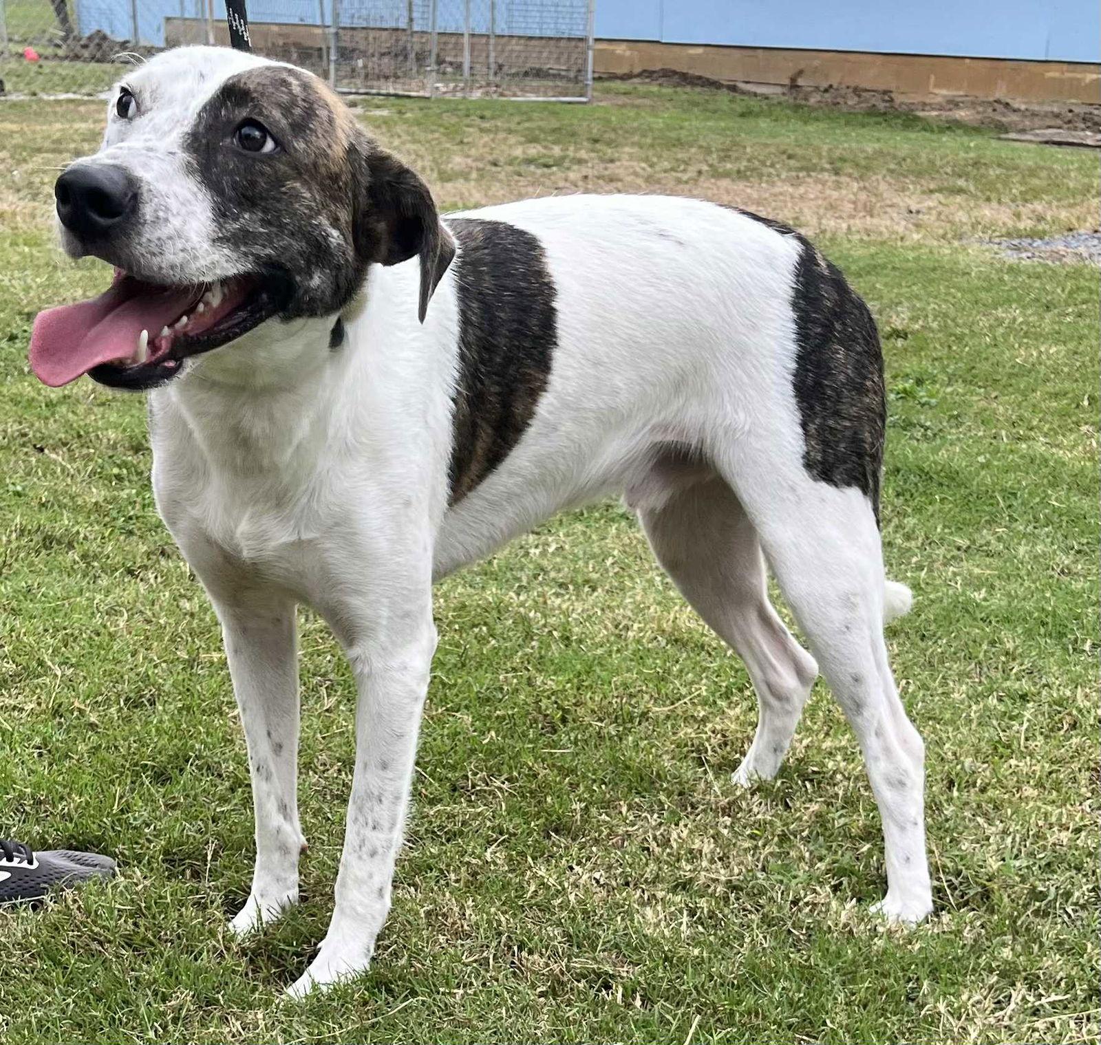 Chandler, a Adoptable Mixed Breed in Chatsworth, GA image 3/3
