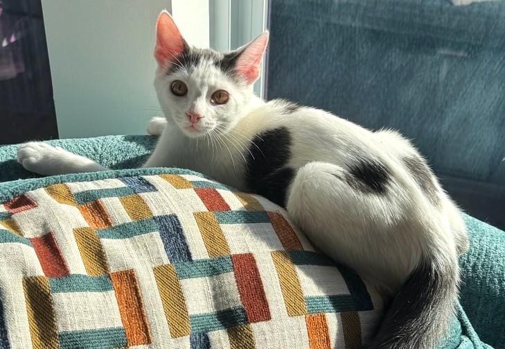 Loki, Adoptable, Kitten Male Domestic Short Hair.