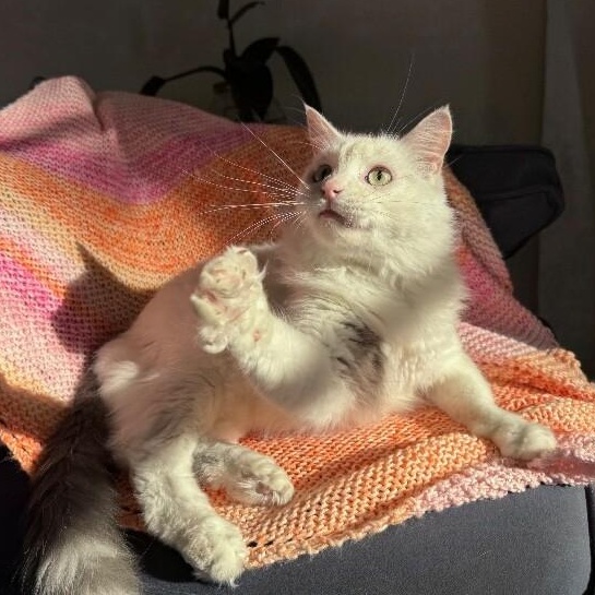 Yeti — thumbnail 3