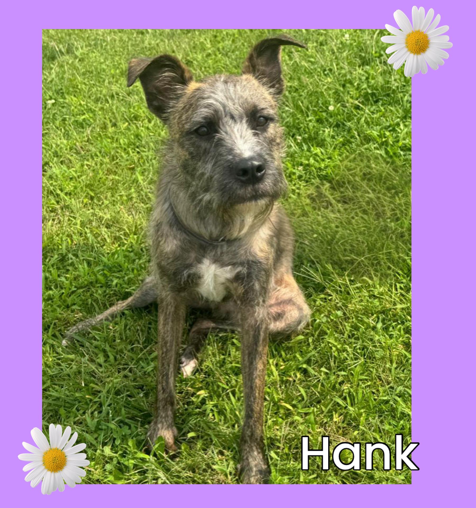 Hank
