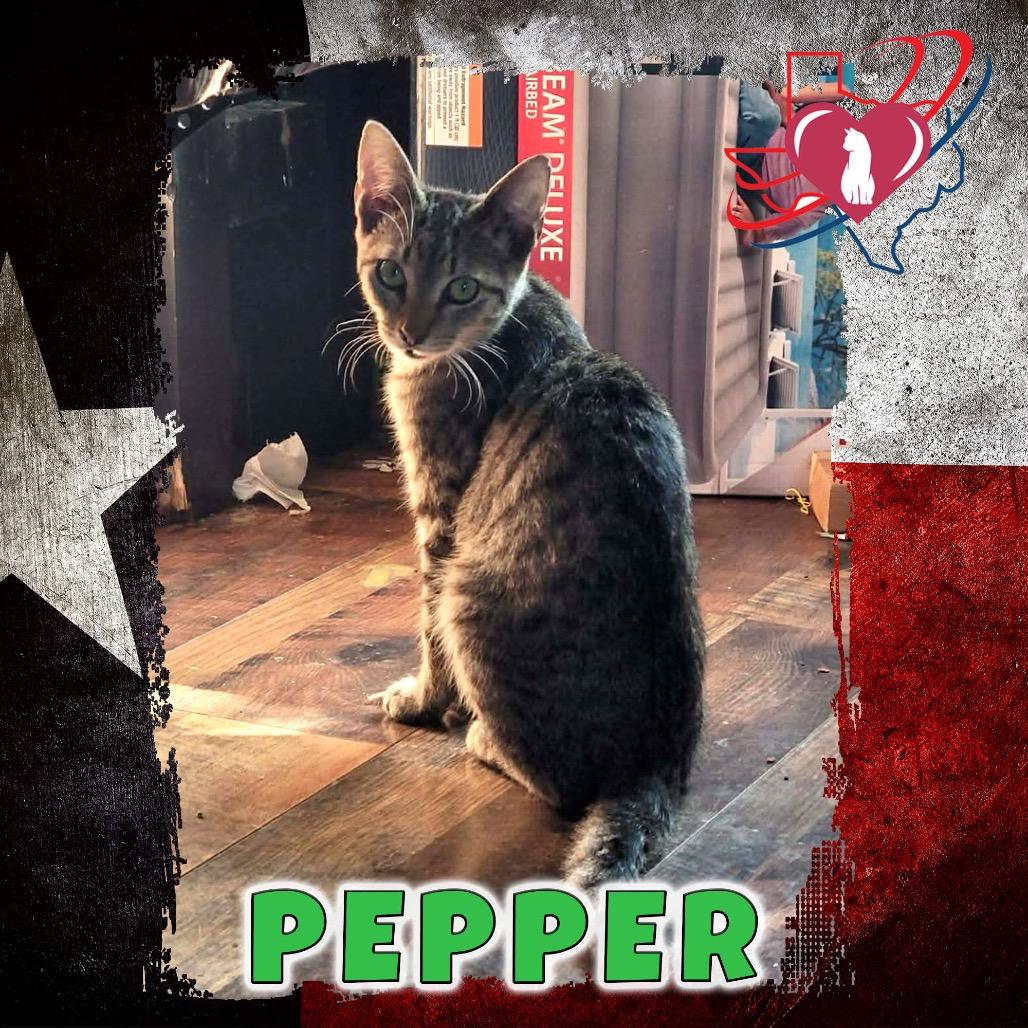 Pepper, Adoptable, Young Male Domestic Short Hair.