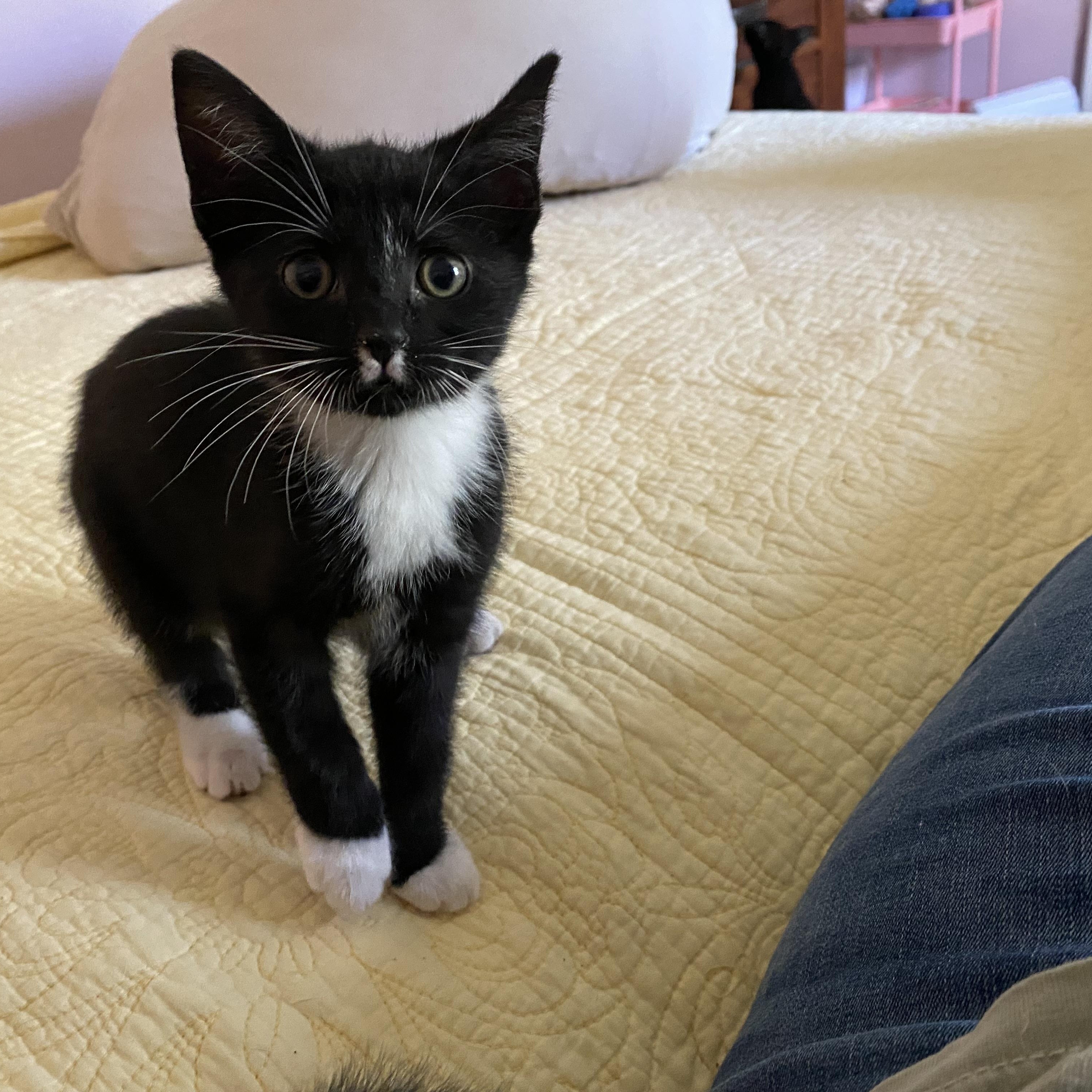 Enlarge Uzumati, a ADOPTABLE mixed breed in Clyde, NC image 2/3