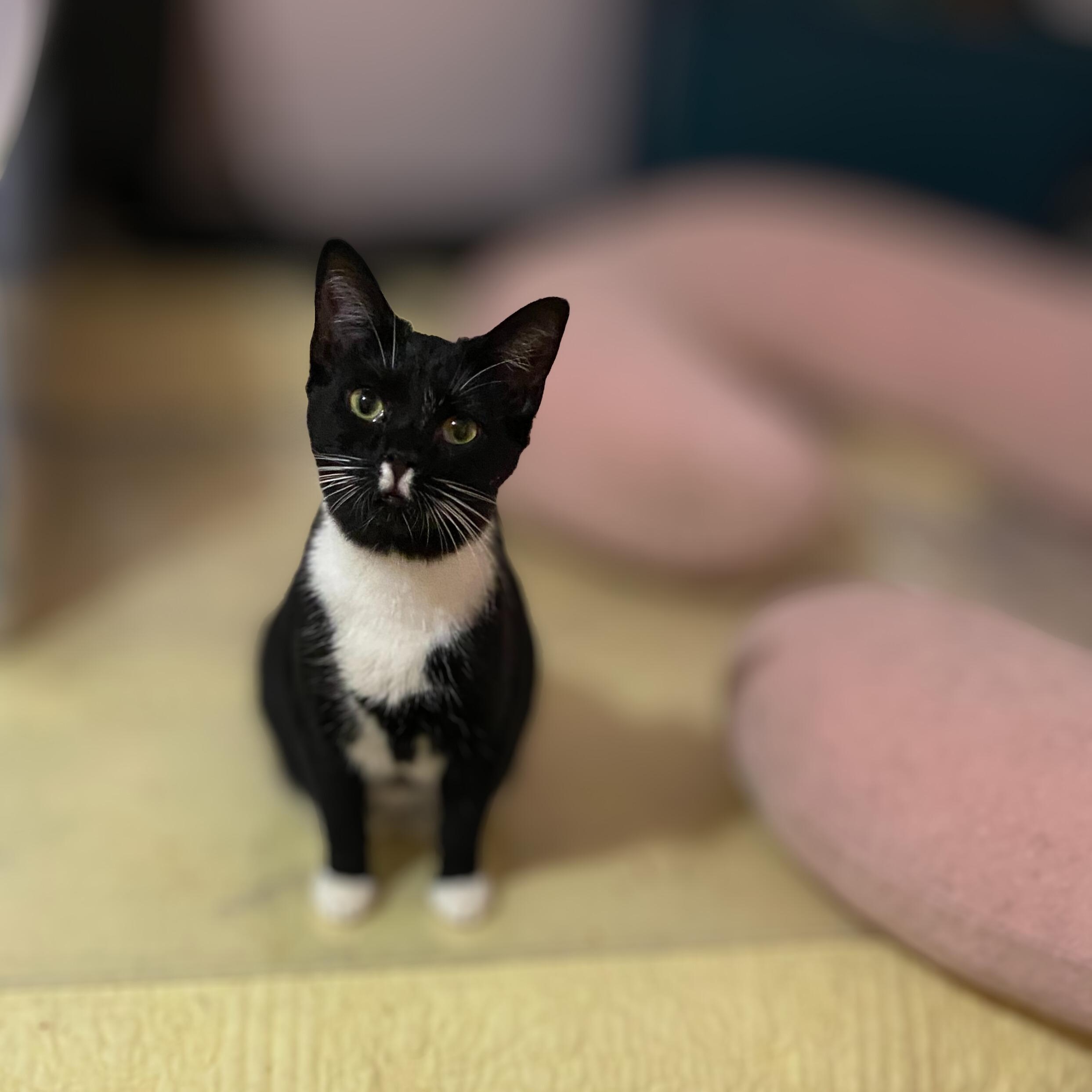 Uzumati, ADOPTABLE, Young Female Domestic Short Hair & Manx.