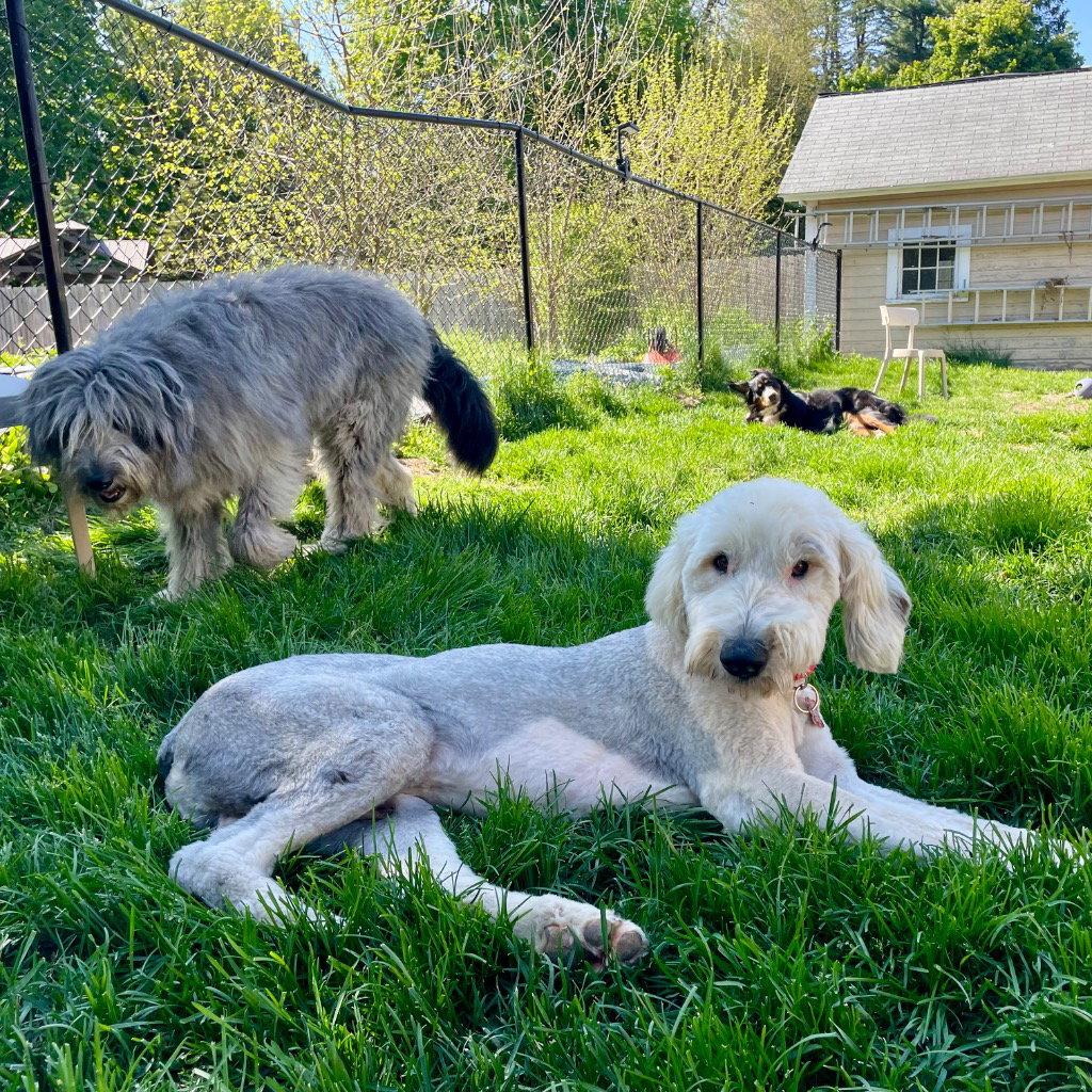Truffles, Adoptable, Adult Male Old English Sheepdog.