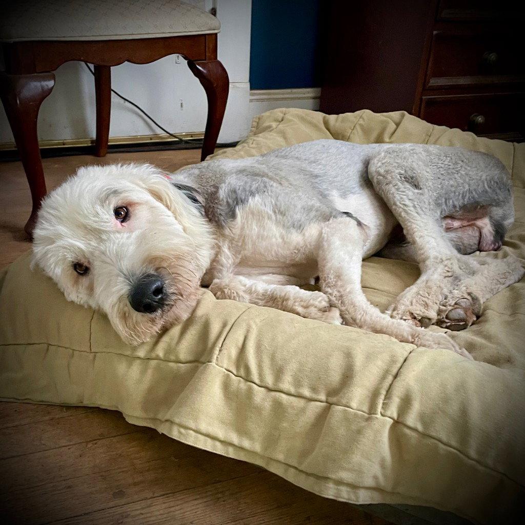 Truffles, a Adoptable Old English Sheepdog in Bloomfield, CT image 2/3