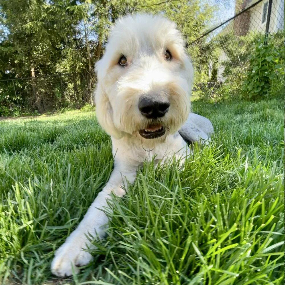 Truffles, a Adoptable Old English Sheepdog in Bloomfield, CT image 3/3