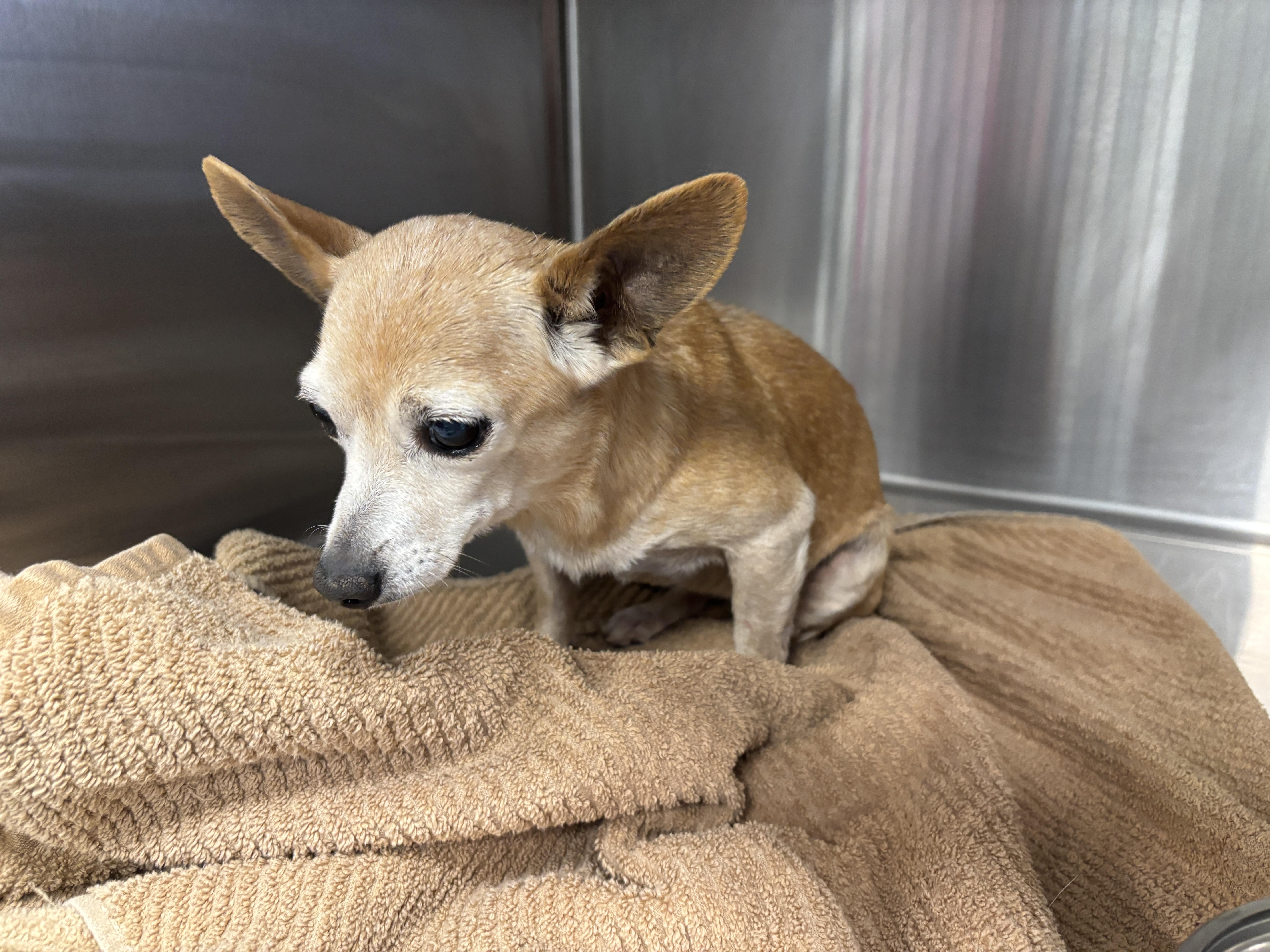 Enlarge Cassie, a Adopted Chihuahua in Hillsborough, NC image 1/1