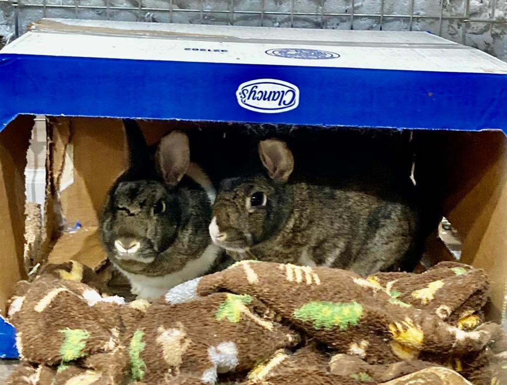 Marshmallow, Adoptable, Adult Female American.