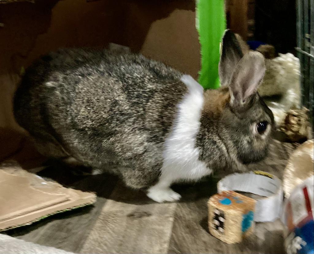 Enlarge Marshmallow, a Adoptable American in Libertyville, IL image 2/6