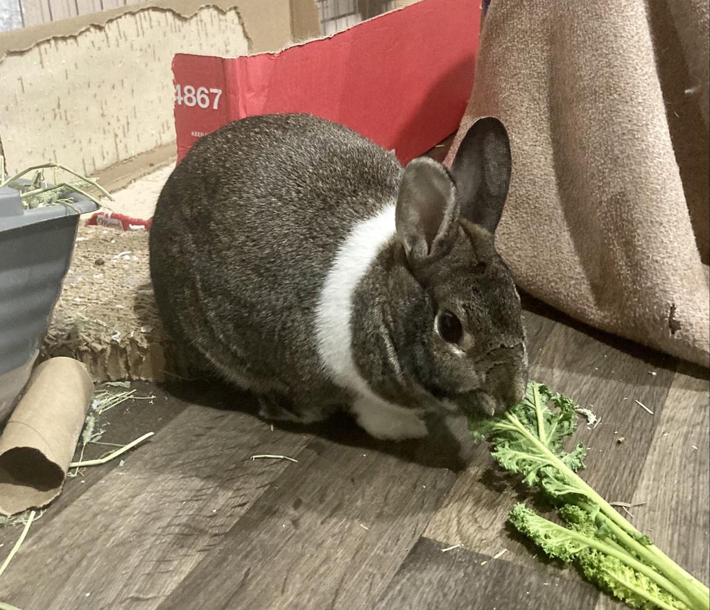 Enlarge Marshmallow, a Adoptable American in Libertyville, IL image 3/6