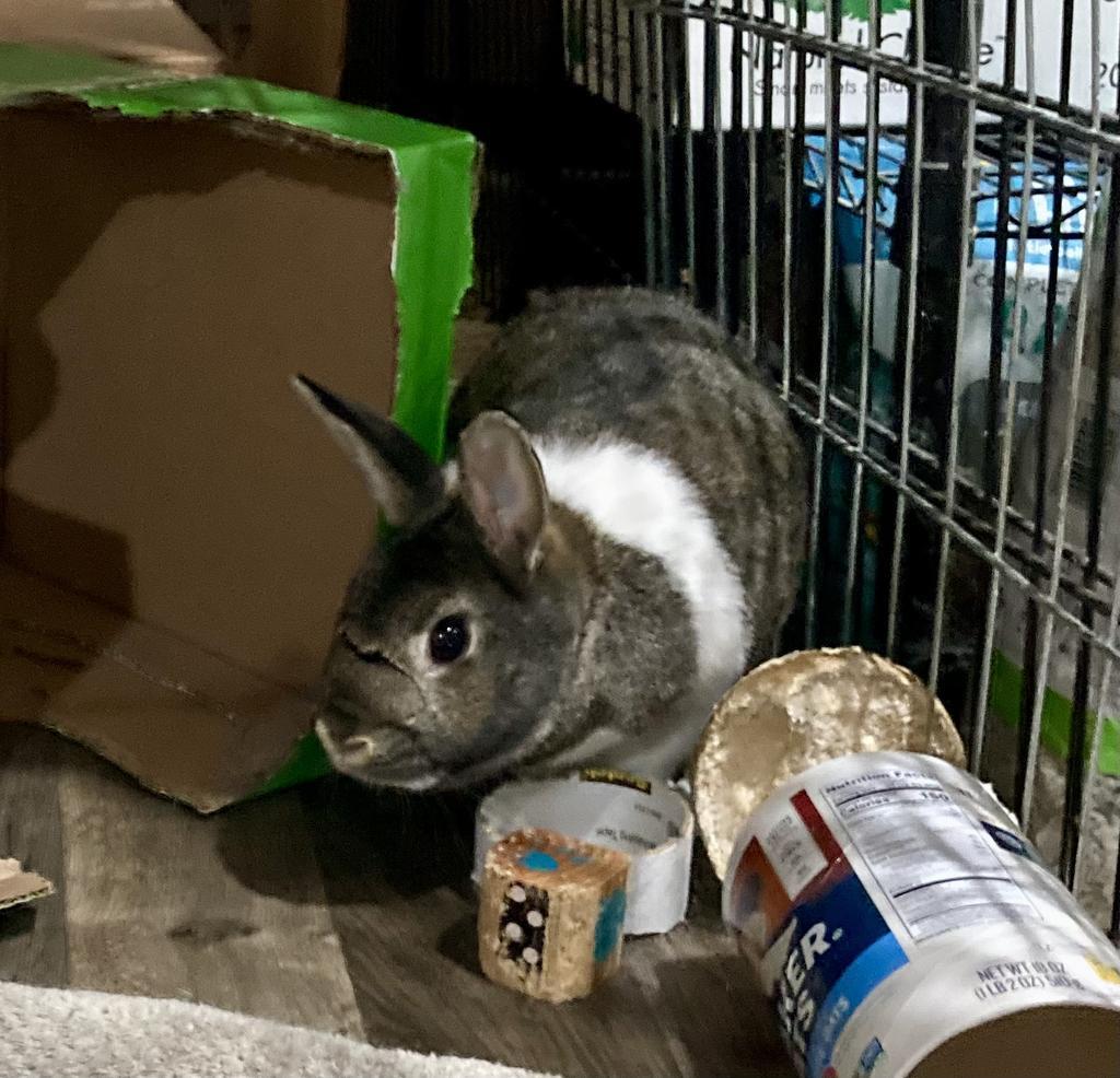 Marshmallow, Adoptable, Adult Female American.