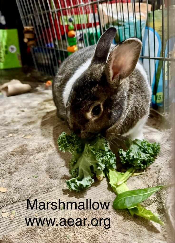 Enlarge Marshmallow, a Adoptable American in Libertyville, IL image 4/6