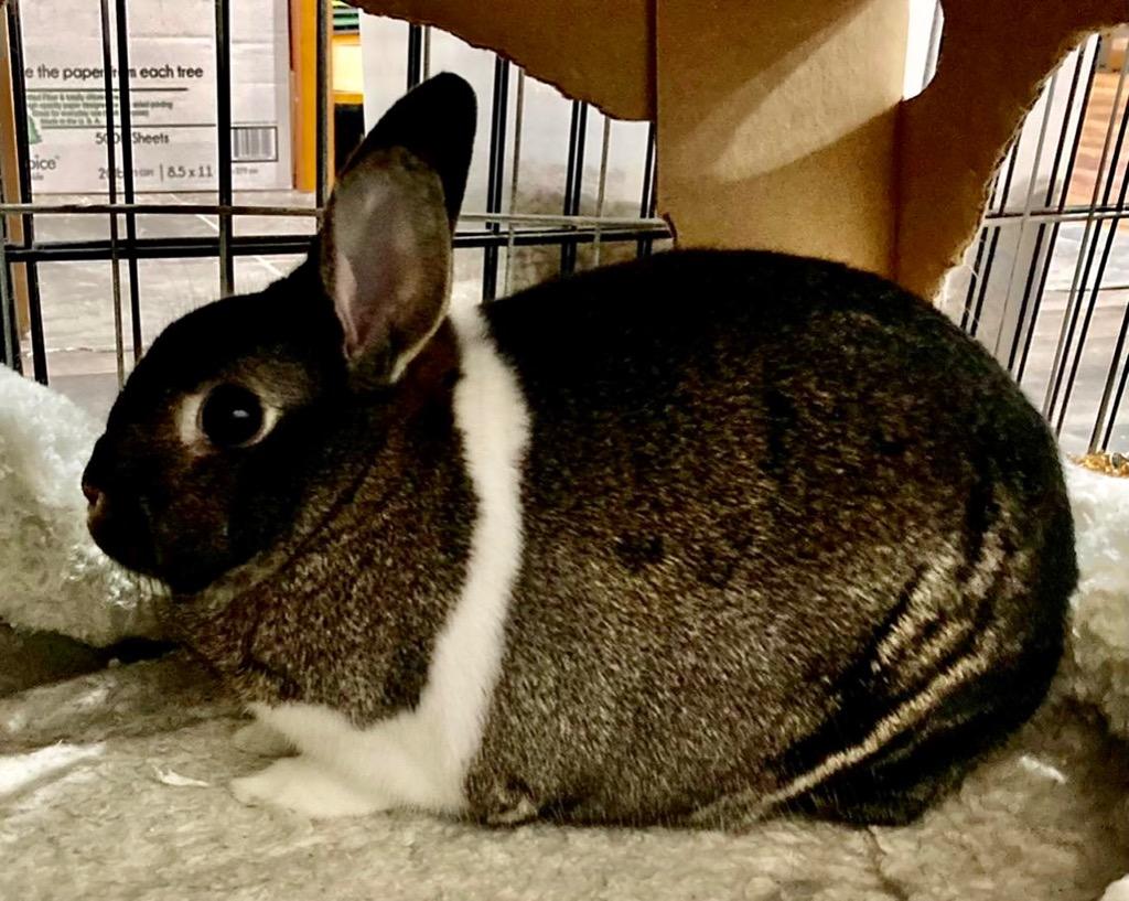 Enlarge Marshmallow, a Adoptable American in Libertyville, IL image 6/6