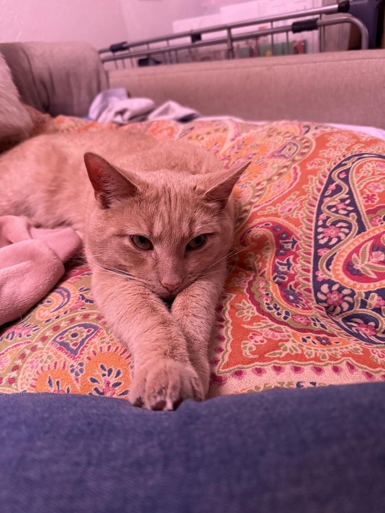 Pickle, Adoptable, Young Male Tabby.