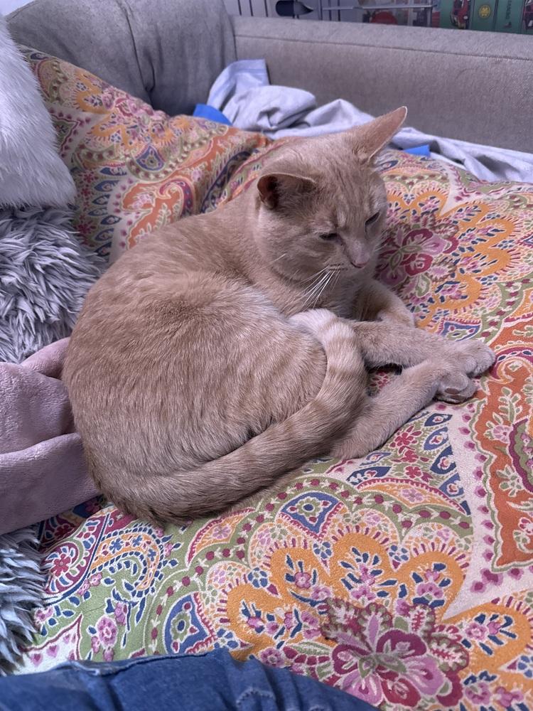 Enlarge Pickle, a Adoptable Tabby in Denver, CO image 2/6