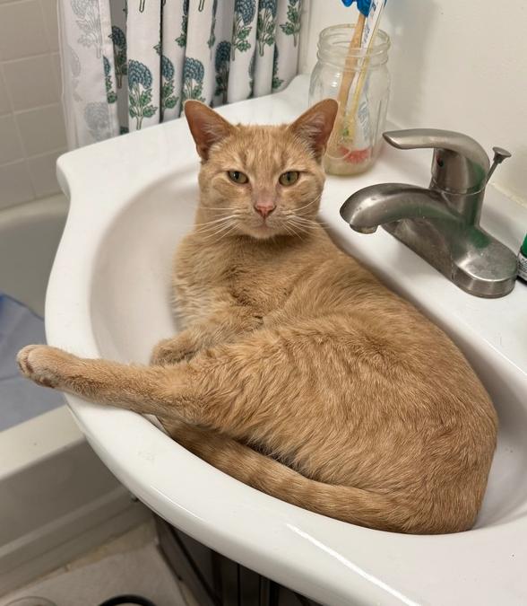 Enlarge Pickle, a Adoptable Tabby in Denver, CO image 3/6