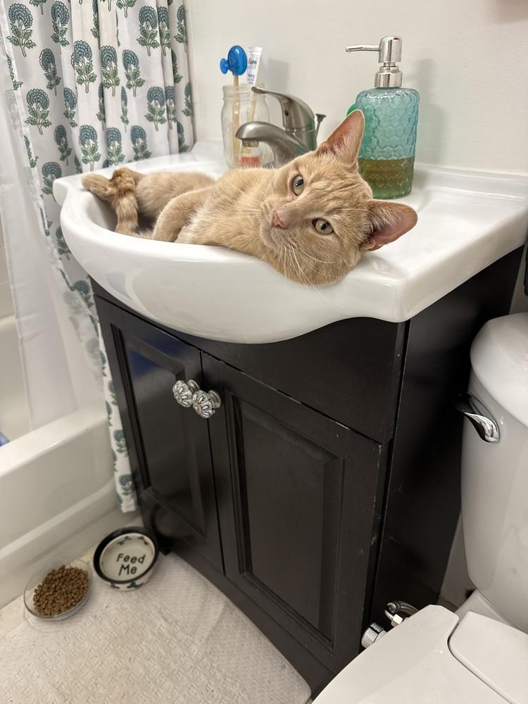 Enlarge Pickle, a Adoptable Tabby in Denver, CO image 4/6