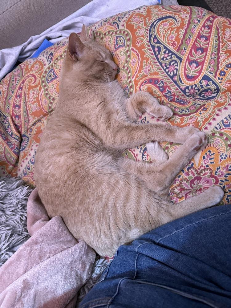 Enlarge Pickle, a Adoptable Tabby in Denver, CO image 5/6