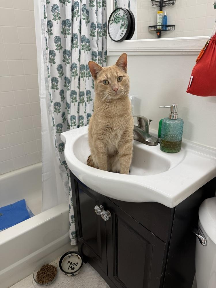 Enlarge Pickle, a Adoptable Tabby in Denver, CO image 6/6