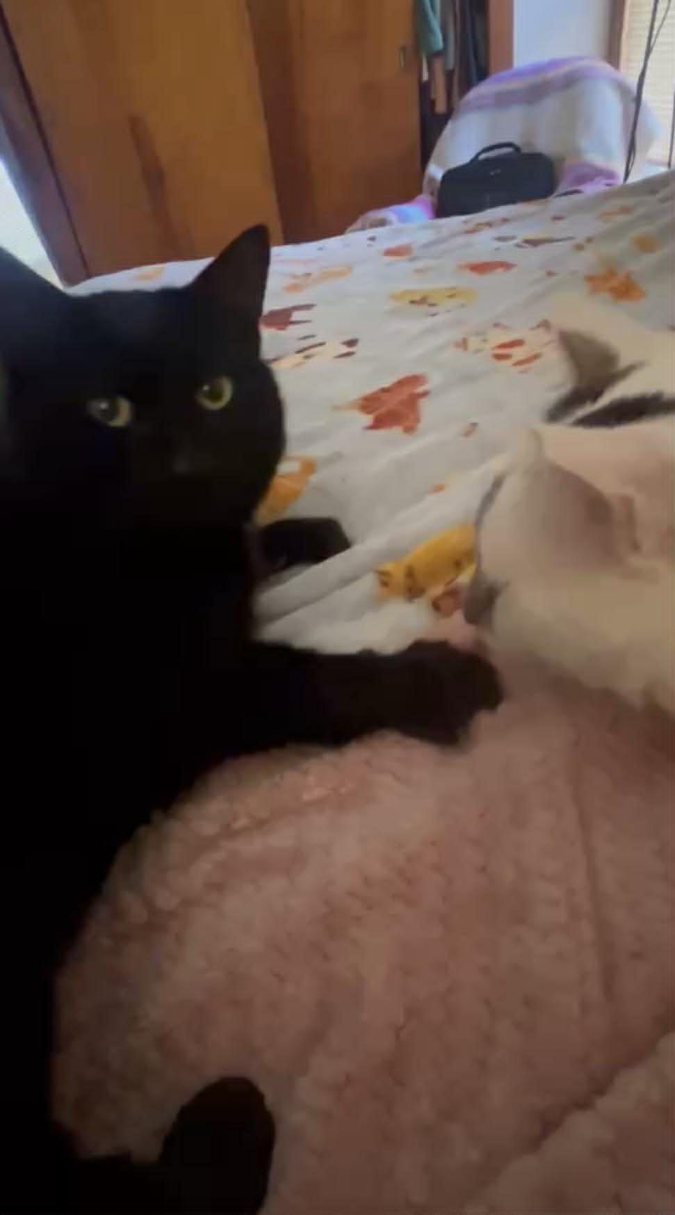 Enlarge DJ, a Adopted Domestic Short Hair in Dalzell, IL image 2/3