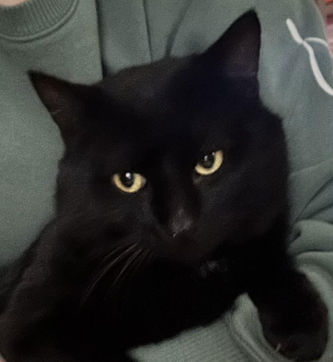 Enlarge DJ, a Adopted Domestic Short Hair in Dalzell, IL image 3/3