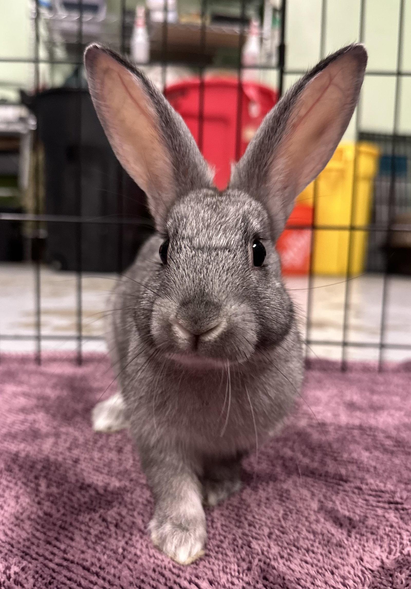 Enlarge Cobweb, a Adoptable American in Oakland, CA image 1/1