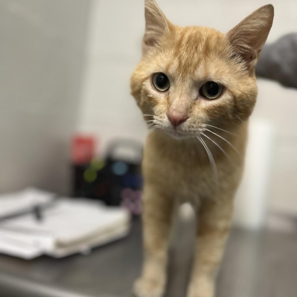 Enlarge Boots, a Adoptable Domestic Short Hair in Clanton, AL image 2/2