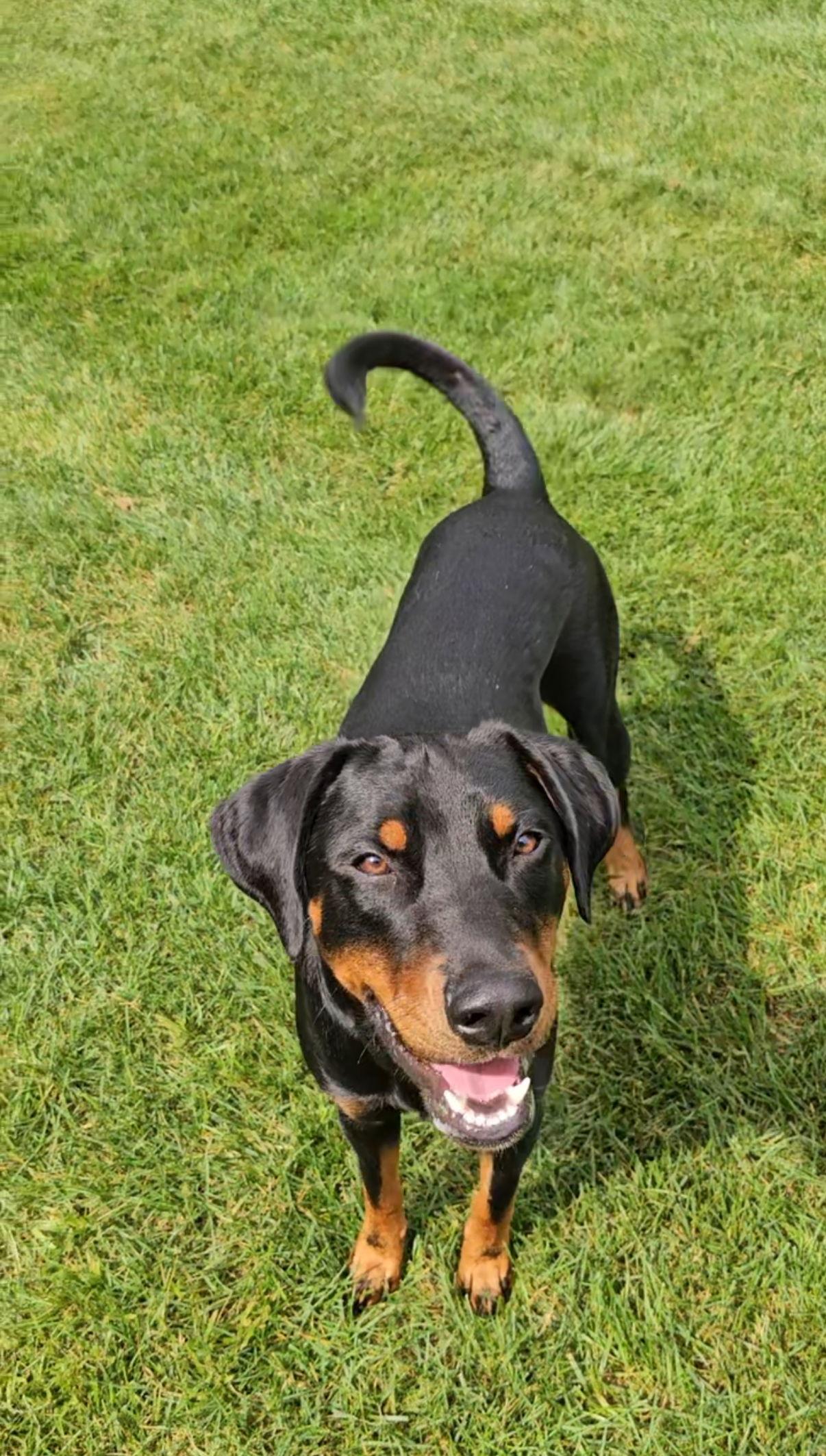 Henry, Adoptable, Young Male Doberman Pinscher.